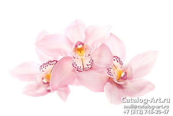 Pink orchids 55